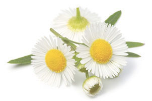 Azulene wax with German Chamomile by Nancy K Brown