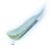 succulent aloe vera leaf Nancy K. Brown