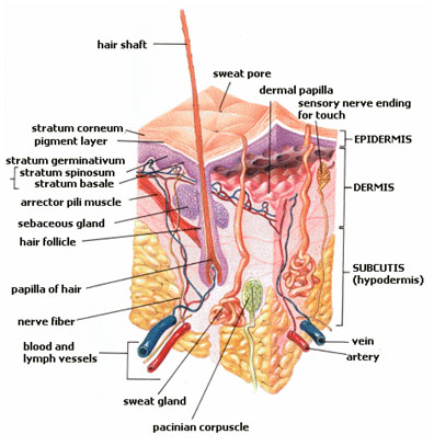 human skin cross-section diagram